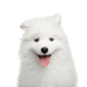 Perro Samoyedo