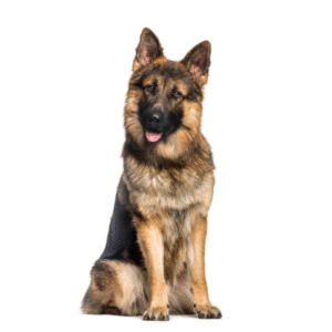 Perro Pastor Alemán