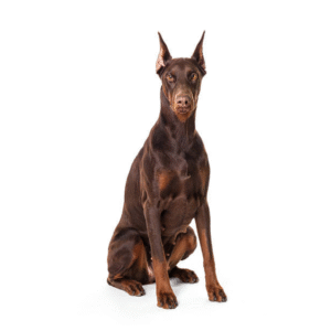 Perro Doberman