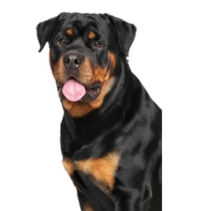 Perro Rottweiler