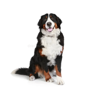 Perro Bernés de la Montaña