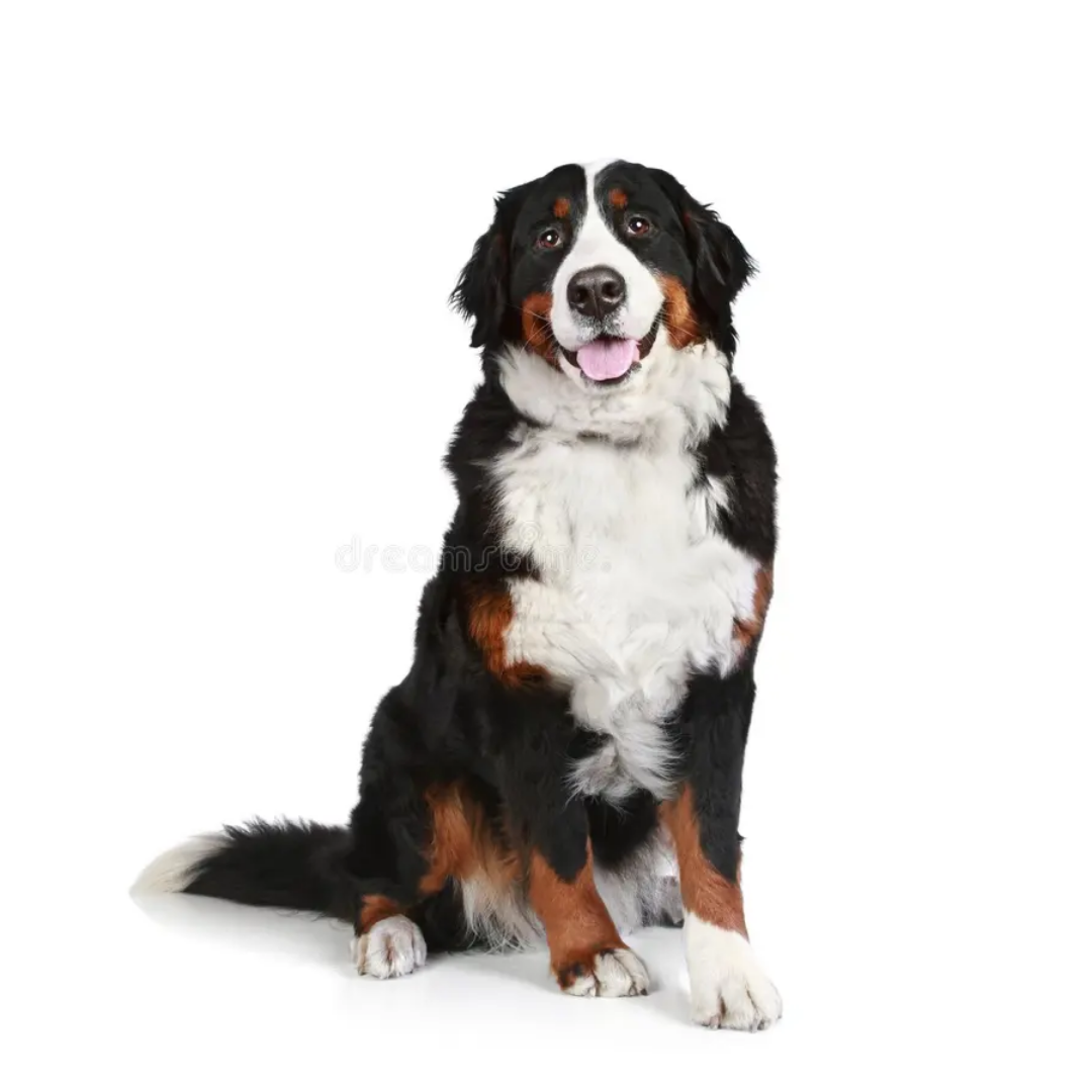 Perro Bernés de la Montaña