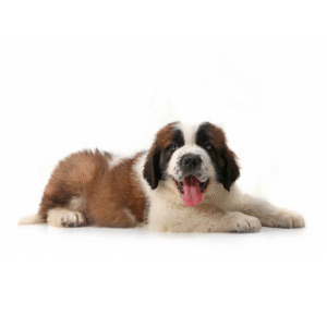 Perro San Bernardo