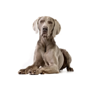 Perro Weimaraner