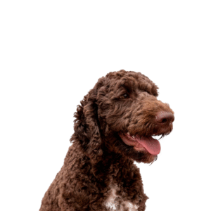 Perro Labradoodle
