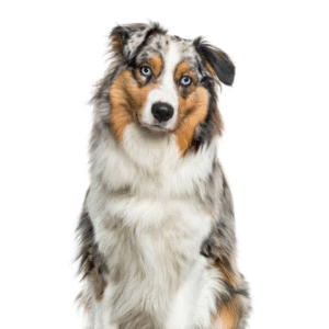 Perro Pastor Australiano Ovejero