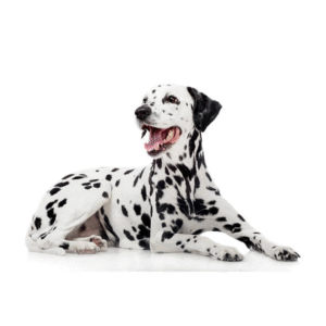 Perro Dálmata