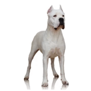 Perro Dogo Argentino
