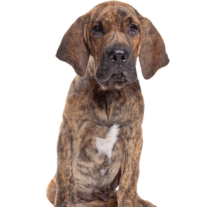 Perro Fila Brasileiro