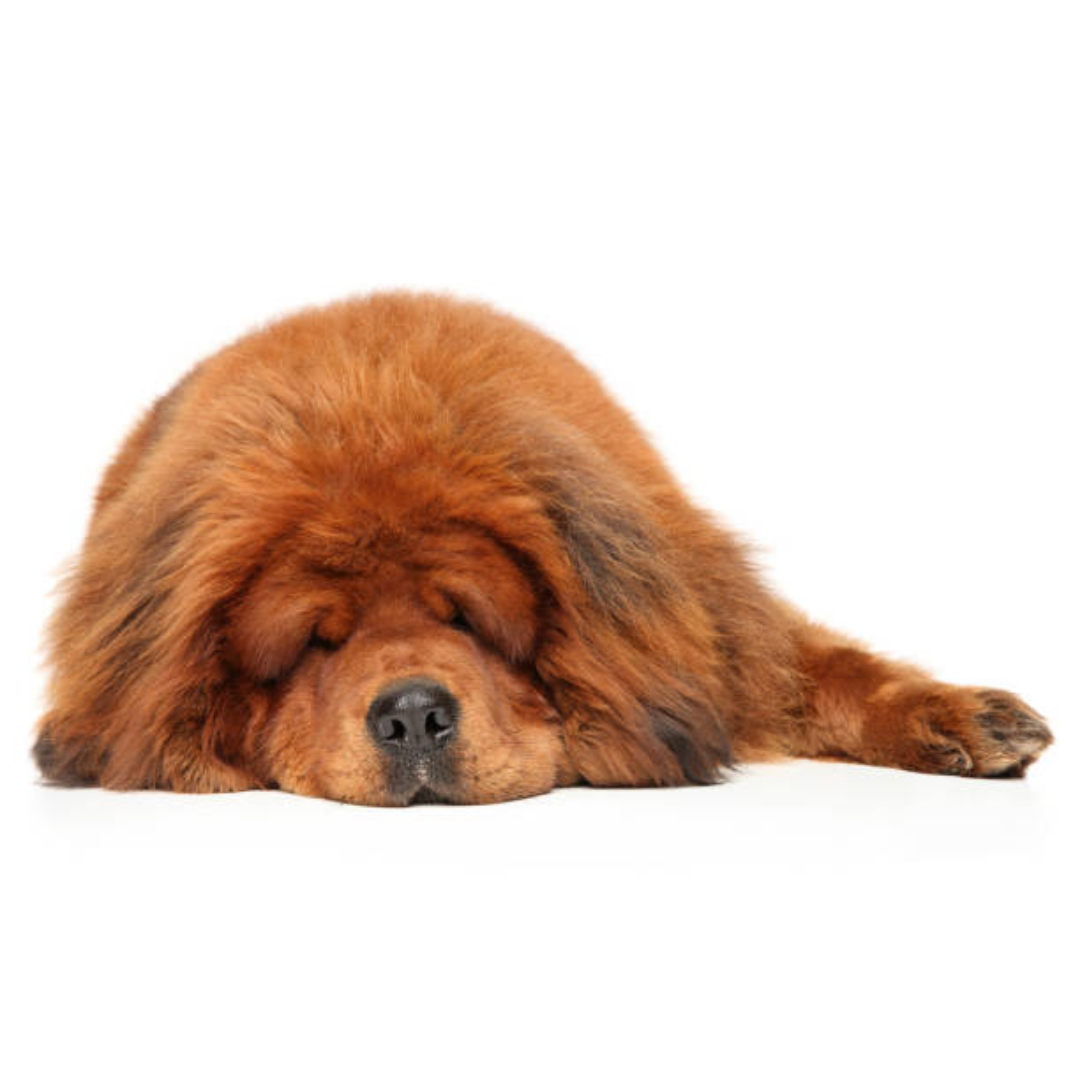 Perro Mastín Tibetano