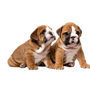 Perro Bulldog Inglés