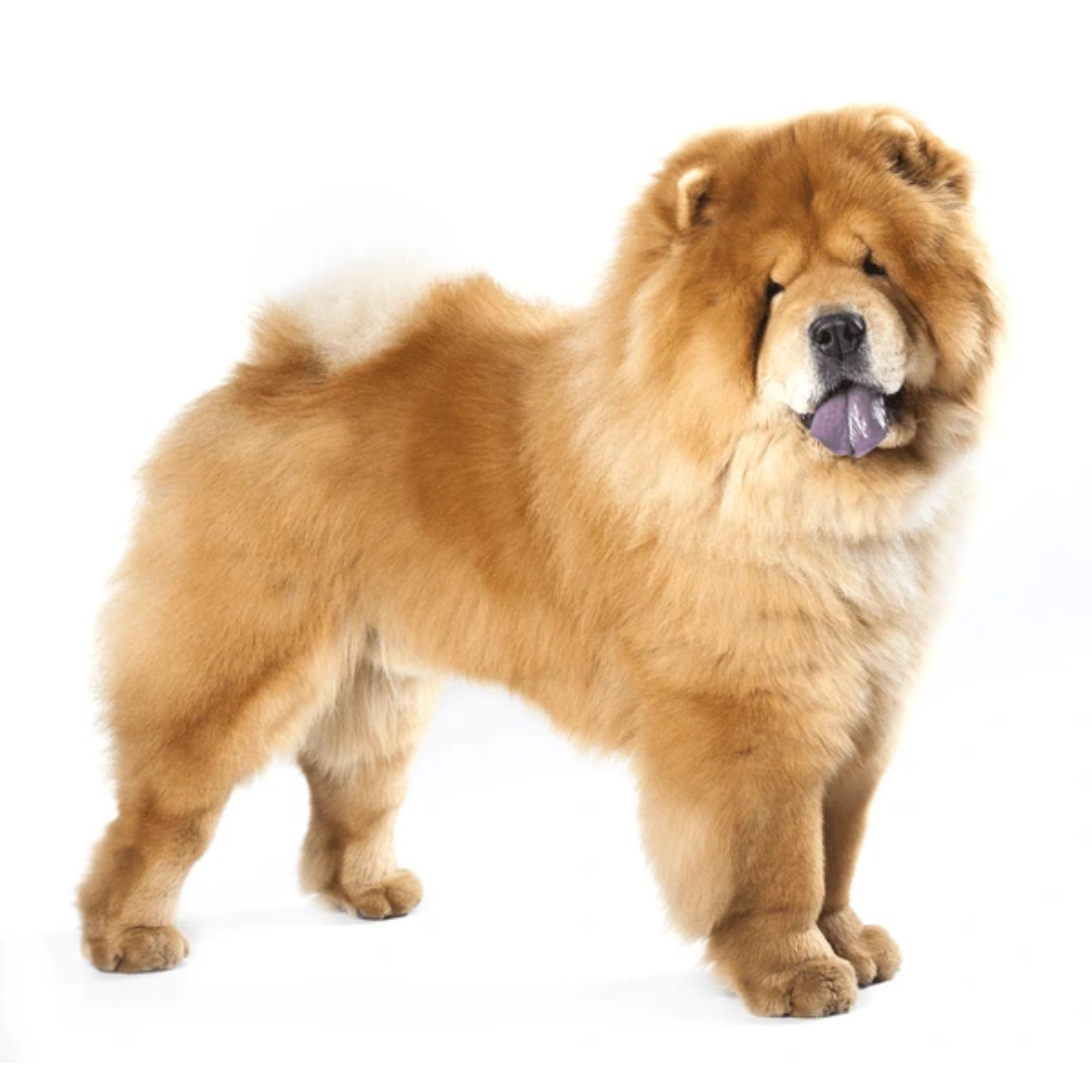 Perro Chow Chow