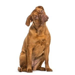 Perro Dogo de Burdeos