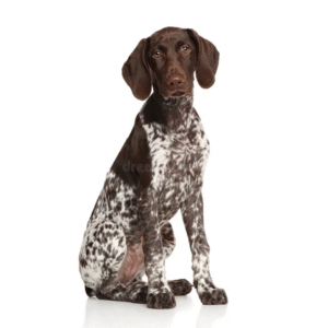 Perro Pointer Alemán