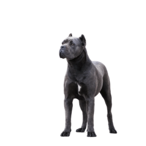 Perro Cane Corso