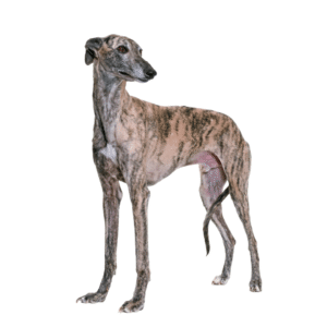 Perro Galgo Inglés