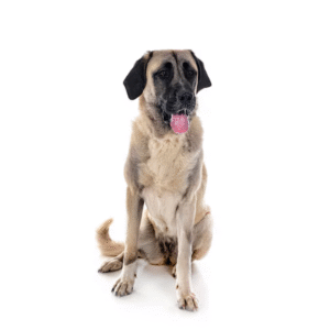 Perro Kangal Turco