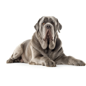 Perro Mastín Napolitano