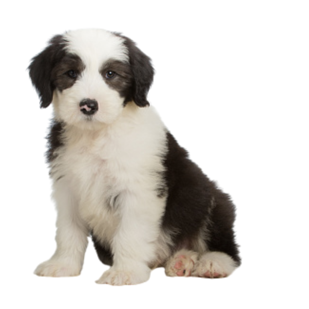 Perro Pastor Ovejero Inglés