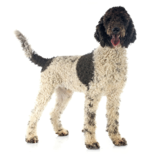 Perro De Agua Español