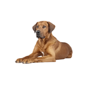 Perro Rhodesian Ridgeback
