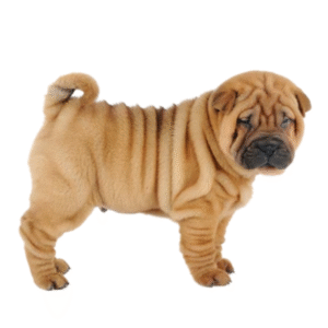Perro Shar Pei