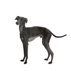 Perro Galgo Italiano