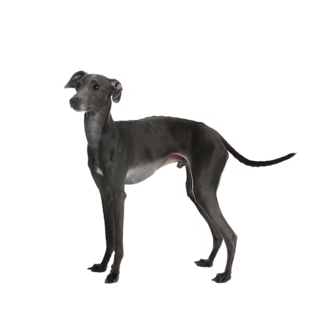 Perro Galgo Italiano