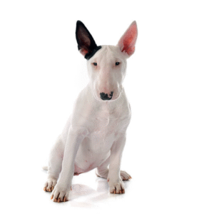Perro Bull Terrier