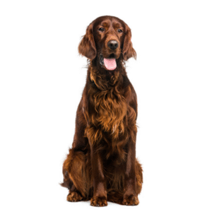 Perro Setter Irlandés