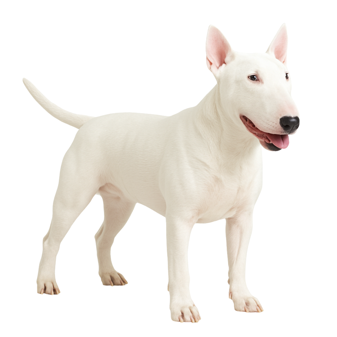 Perro Bull Terrier - Imagen 2