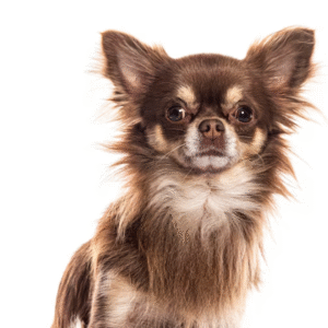 Perro Chihuahua pelo largo