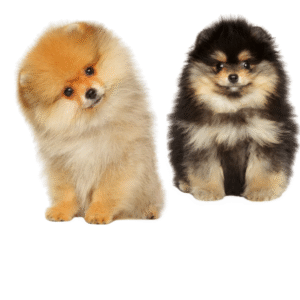 Perro Pomerania