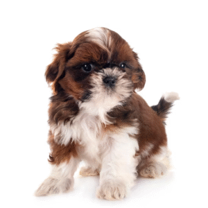 Perro Shih Tzu