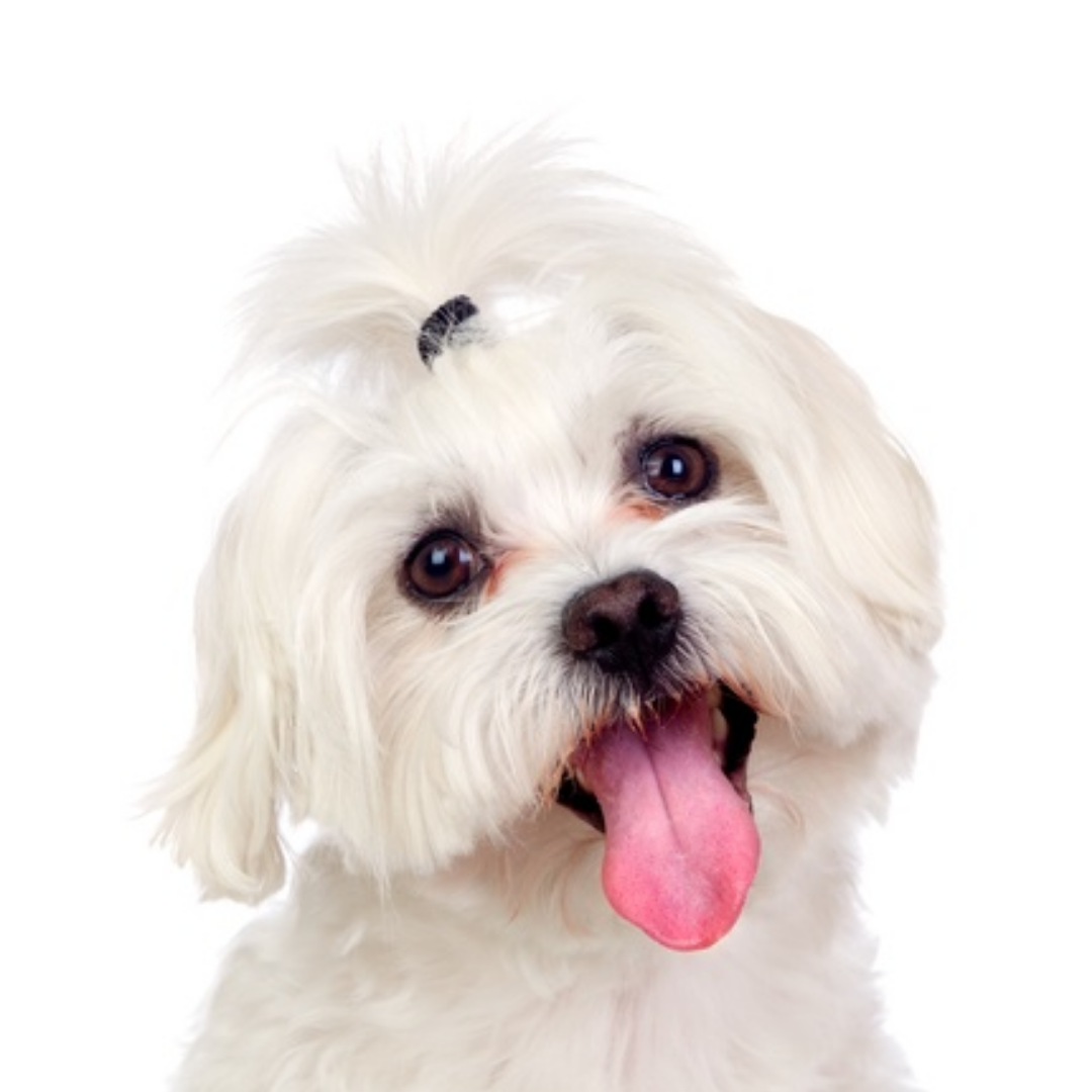 Perro Bichón Maltés