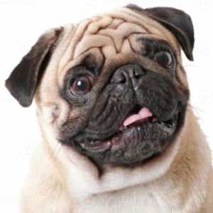 Perro Pug