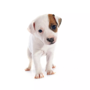 Perro Jack Russell Terrier
