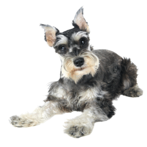 Perro Schnauzer Miniatura