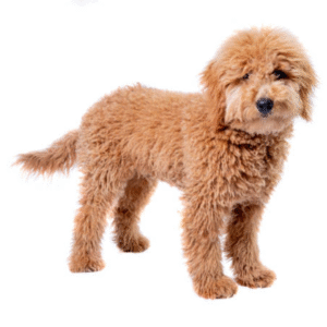 Perro Golden Doodle Mini