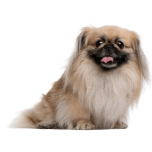 Perro Pekinés
