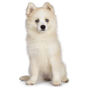 Perro Pomsky