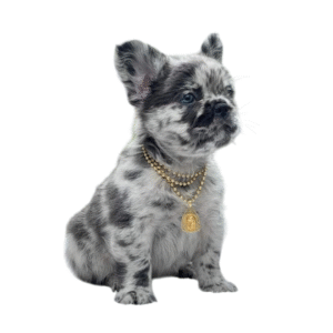 Perro Bulldog Francés Fluffy