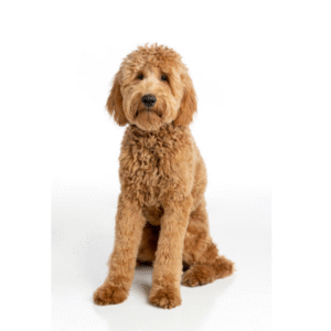 Perro Golden Doodle Estándar