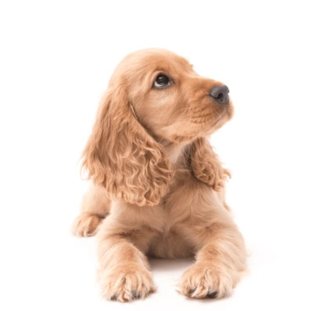 Perro Cocker Spaniel
