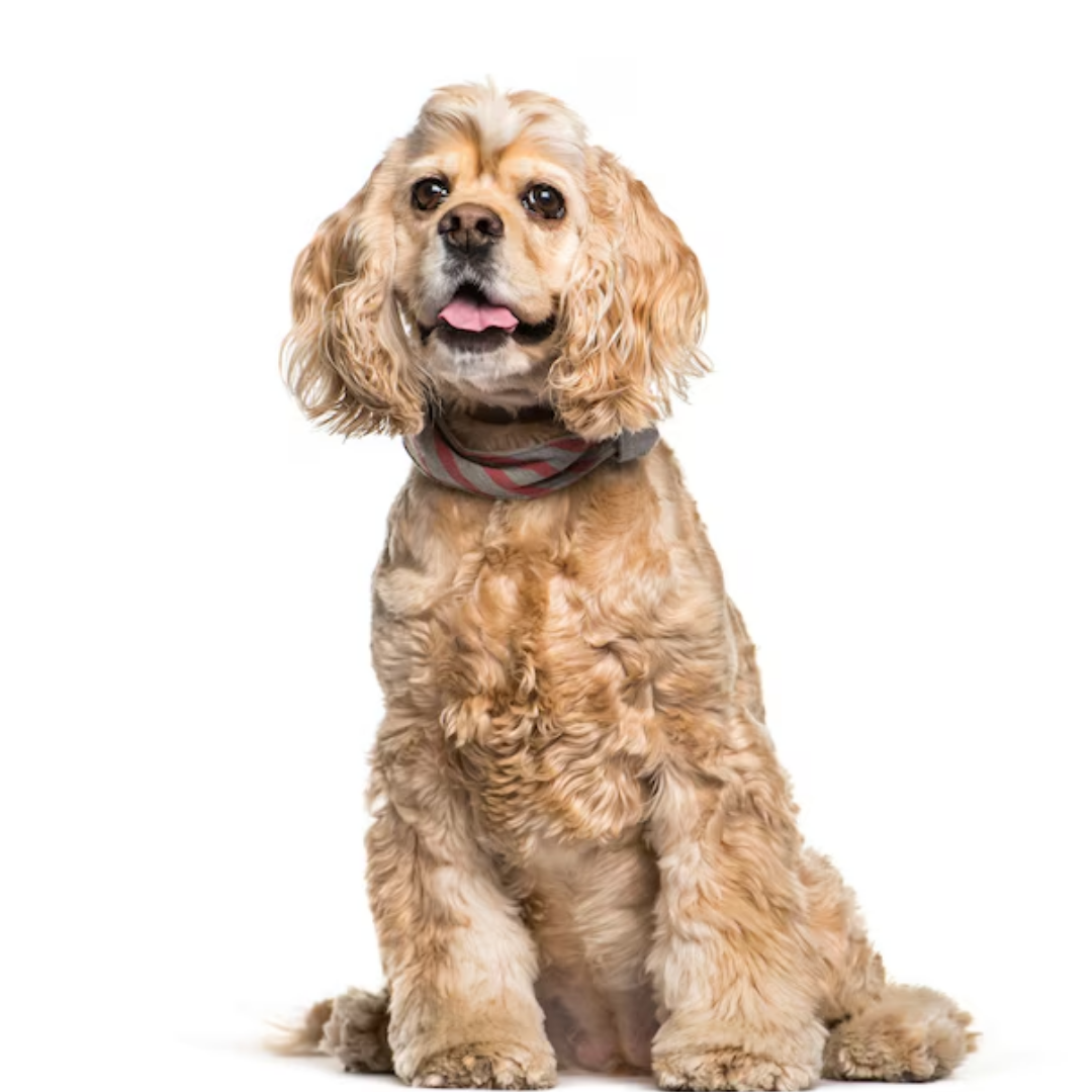 Perro Cocker Spaniel Americano