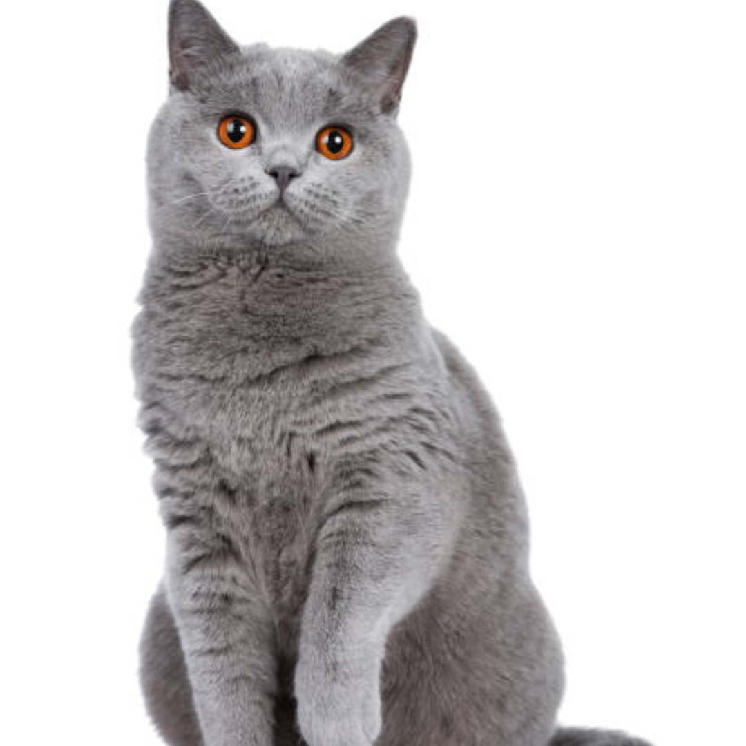 Gato British Shorthair - Imagen 2