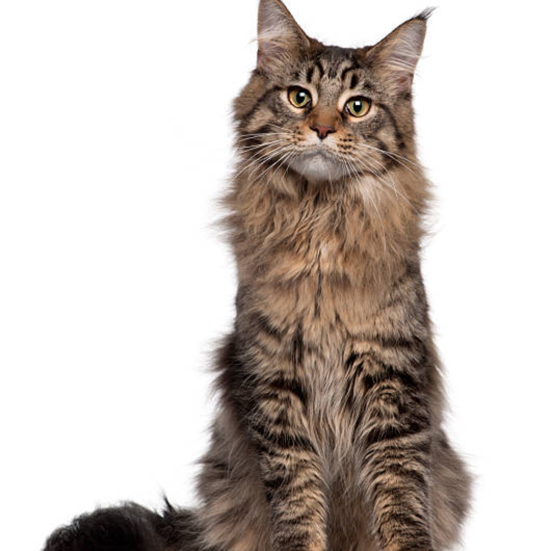 Gato Maine Coon - Imagen 2