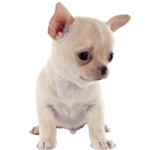 Perro Chihuahua de Pelo Corto