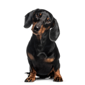 Perro Teckel de Pelo Corto