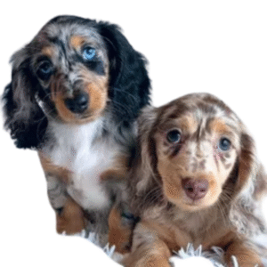 Perro Teckel pelo largo